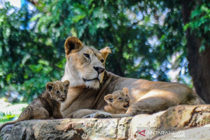 Kelahiran dua anak singa di kebun binatang Bandung 
