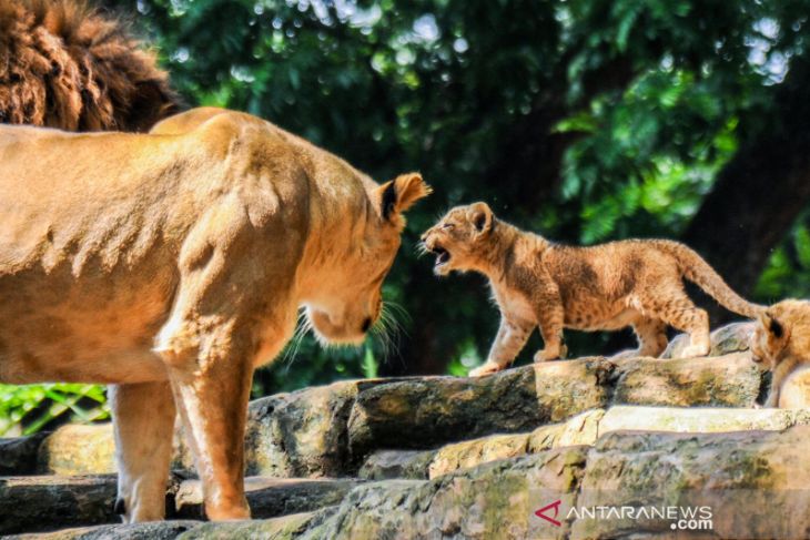 Kelahiran dua anak singa di kebun binatang Bandung 