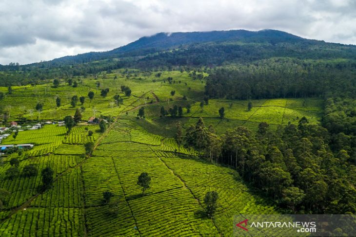 Perkebunan teh terluas di Indonesia