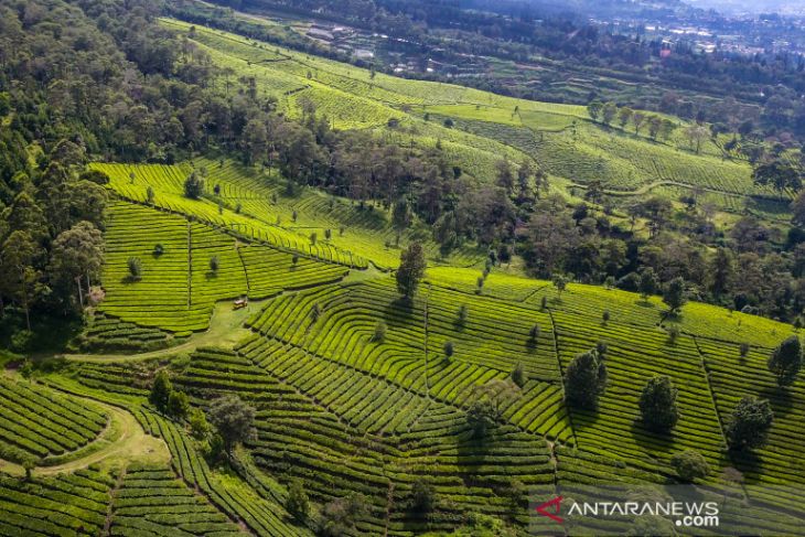 Perkebunan teh terluas di Indonesia
