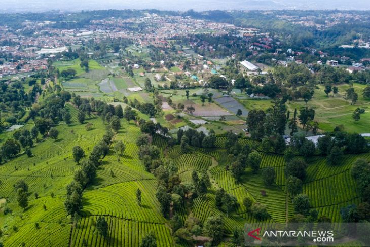 Perkebunan teh terluas di Indonesia