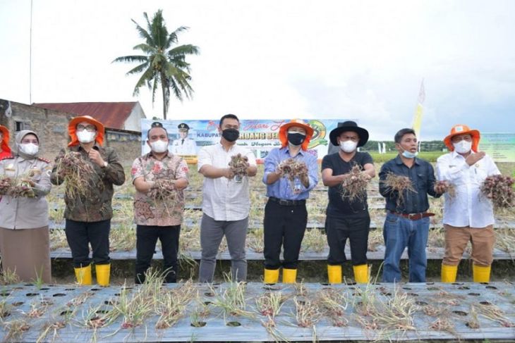 Pemkab Sergai dorong peningkatan produksi komoditi hortikultura