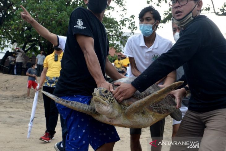 33 penyu hijau dilepas di Pantai Kuta