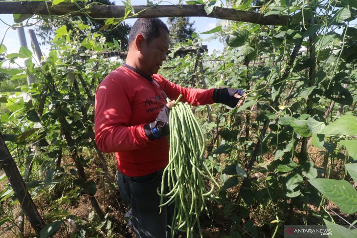 Panen Kacang Panjang