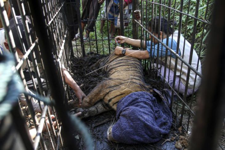 Harimau Sumatera Masuk Perangkap