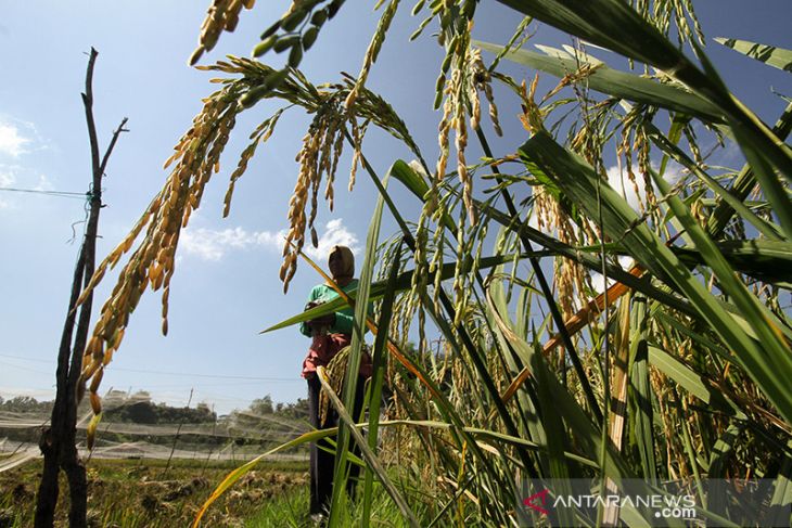 Target produksi komoditas utama beras tahun 2022