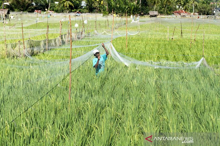 Target produksi komoditas utama beras tahun 2022
