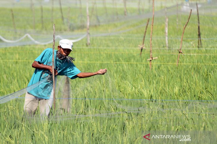 Target produksi komoditas utama beras tahun 2022