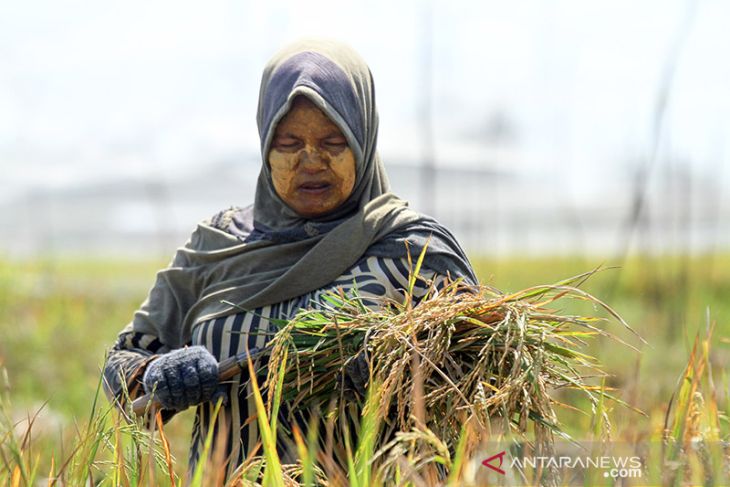 Target produksi komoditas utama beras tahun 2022