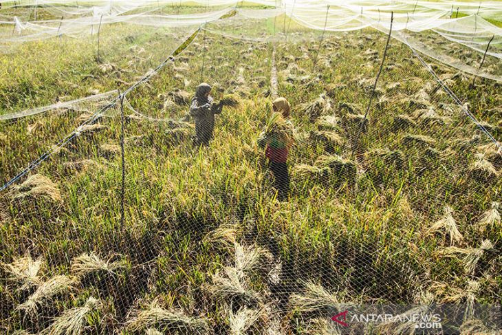 Target produksi komoditas utama beras tahun 2022