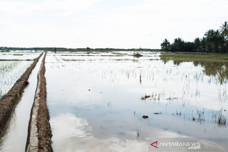 Pemkab Aceh Utara bantu benih padi petani korban banjir