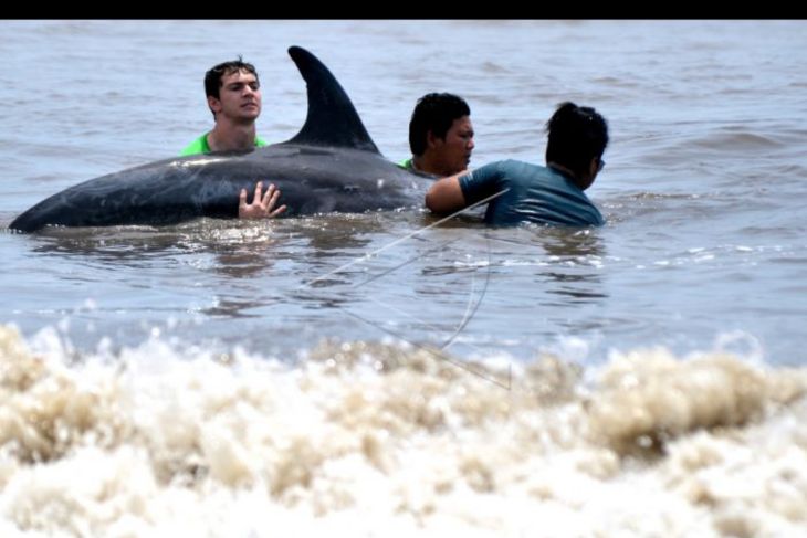 Upaya penyelamatan lumba-lumba di Pdaganggalak