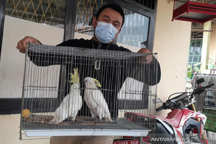 BKSDA Serang amankan burung dilindungi yang dijual secara online
