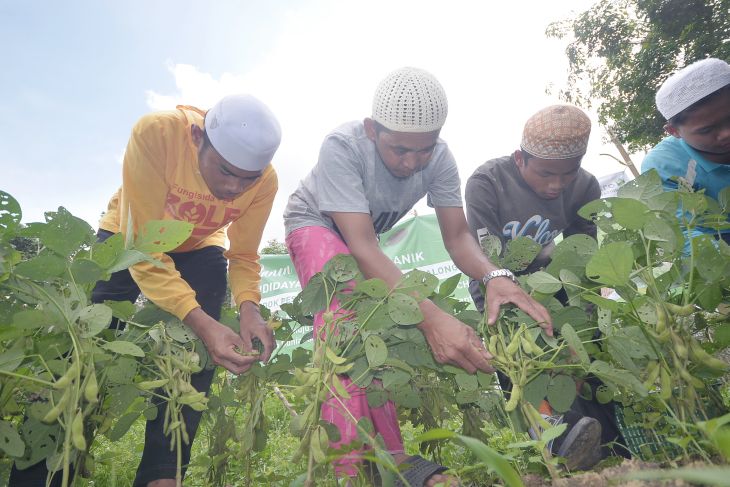 Nurul Muhibbin School in Balangan first harvests edamame