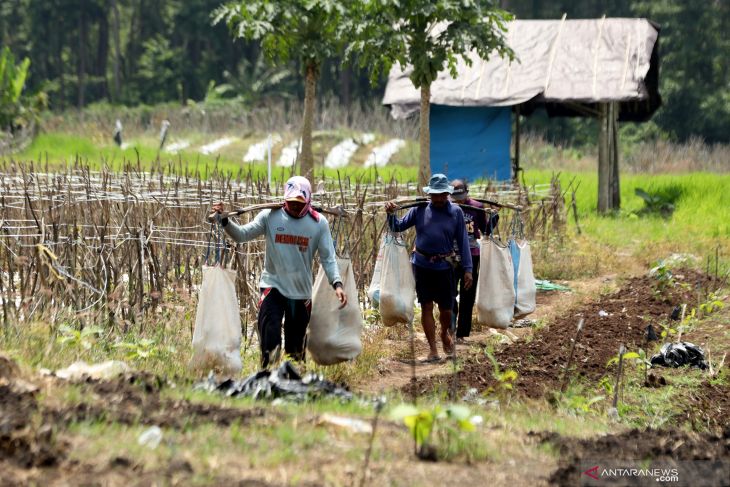 Petani Melon Terdampak Cuaca