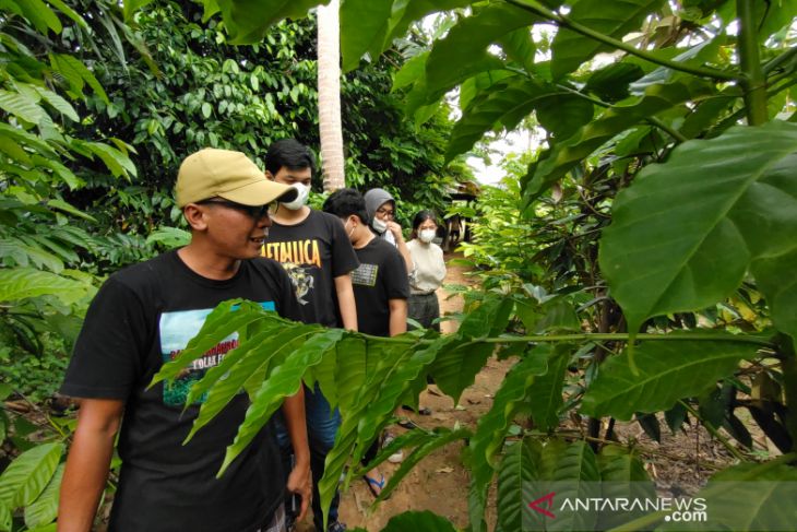 Kebun Kopi Edukasi di Kalimantan Selatan