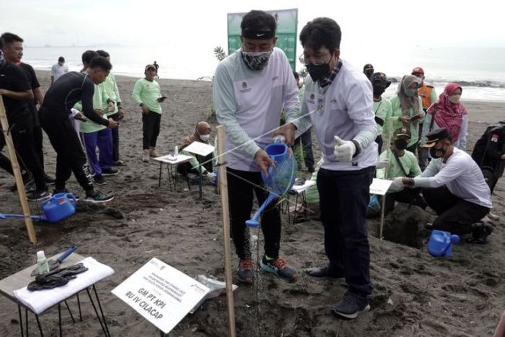 Penanaman pohon cemara laut