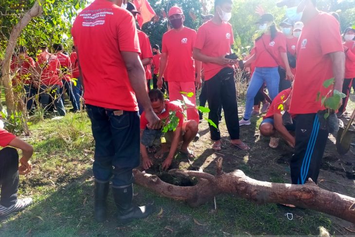 PDIP tanam 3.000 mangrove di Pantai Tuwed-Jembrana rayakan HUT ke-49
