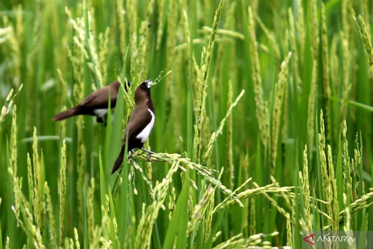 Hama Burung Pipit