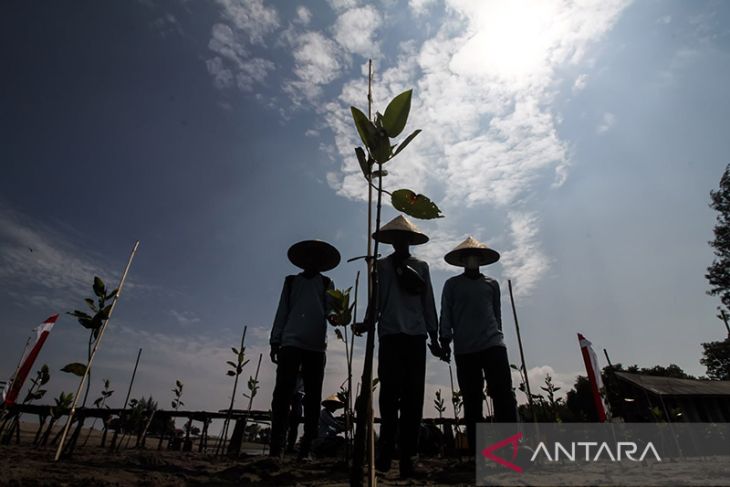 Pelajar tanam mangrove