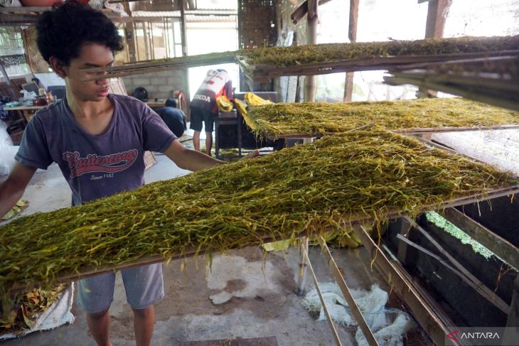 Daun Talas Rajang Bahan Baku Rokok Herbal