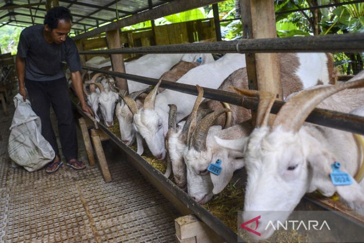 Peternak kambing rakyat 