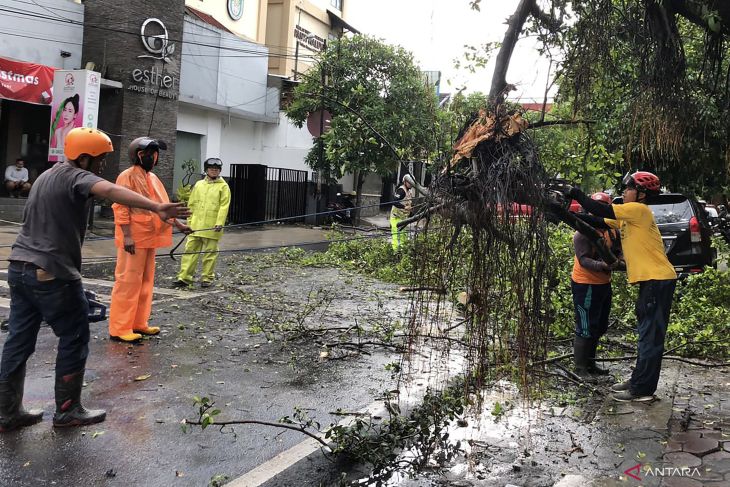 Hujan Dan Angin Kencang Akibatkan Sejumlah Pohon Tumbang Di Kota Malang Antara News Jawa Timur