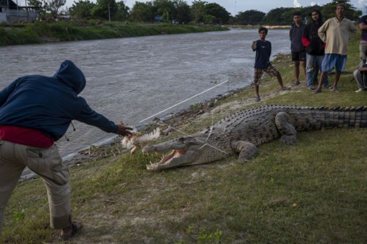 Buaya Liar Tarik Perhatian Warga