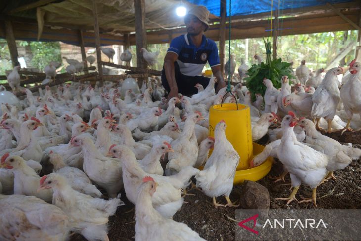 Usaha ternak ayam kalasan di Aceh Besar