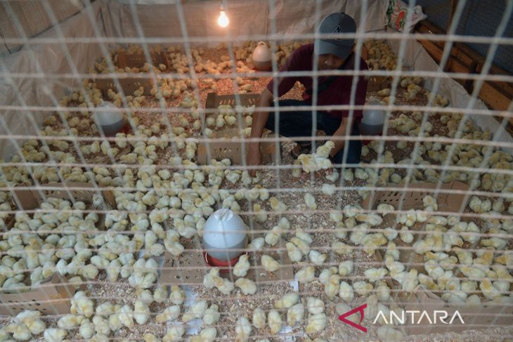 Usaha ternak ayam kalasan di Aceh Besar