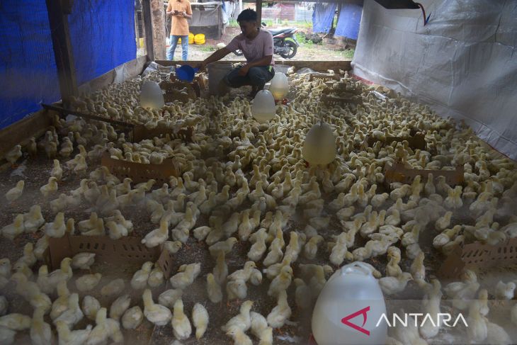 Usaha ternak ayam kalasan di Aceh Besar