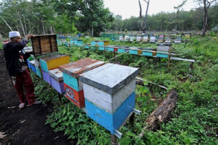 Desa penghasil madu lebah di Jambi
