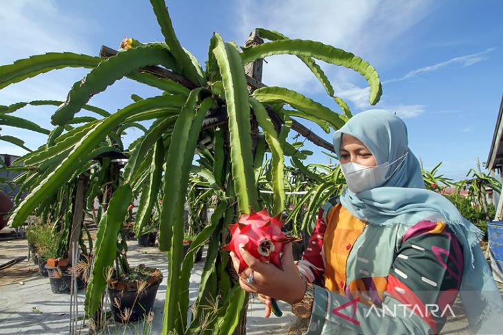 Budi daya buah naga di atas atap ruko