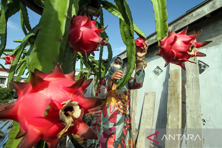 Budi daya buah naga di atas atap ruko