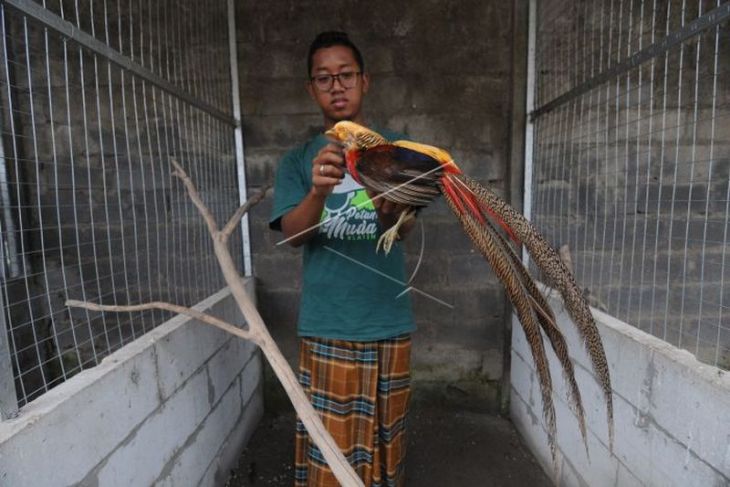 Budi daya ayam hias