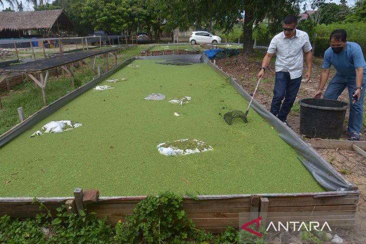 Budi daya azolla untuk ternak mulai perkembangan di Aceh