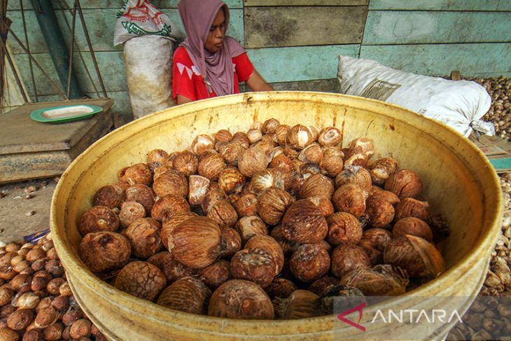 Harga pinang petani turun