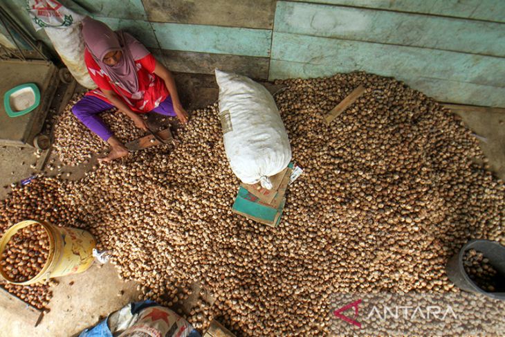 Harga pinang petani turun