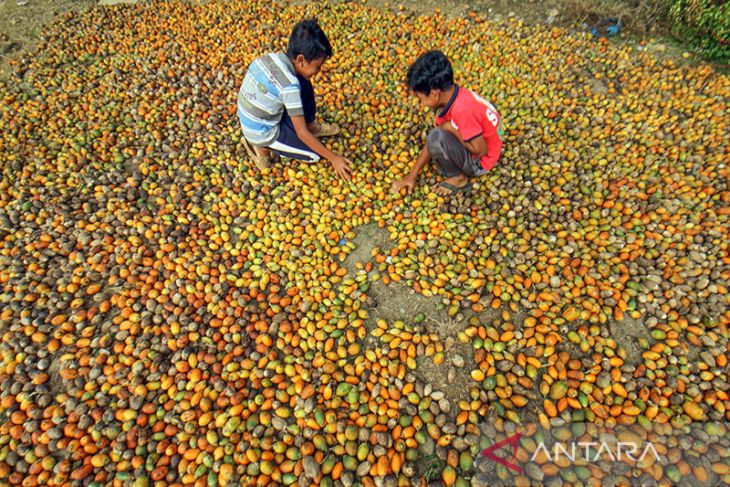 Harga pinang petani turun