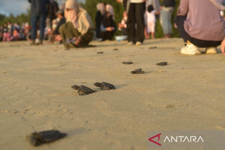 Pelepasan tukik lekang di Pantai Wisata Lhoknga Aceh Besar