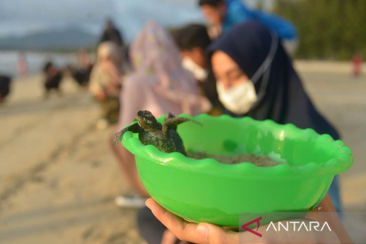 Pelepasan tukik lekang di Pantai Wisata Lhoknga Aceh Besar
