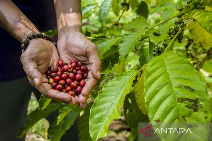 Panen Kopi Ekselsa Di Kalsel