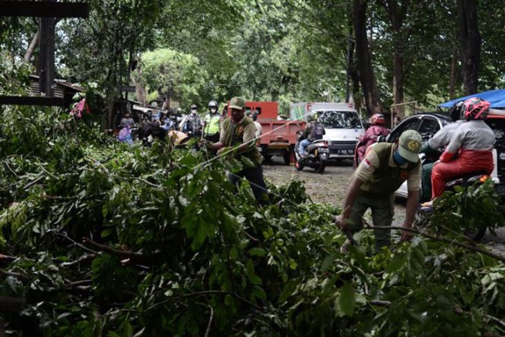 Angin kencang tumbangkan pohon di Bekasi