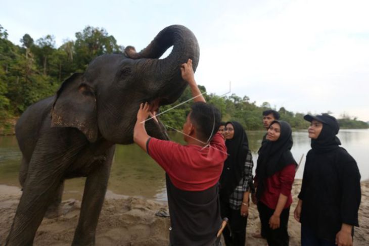Edukasi Gajah Sumatera