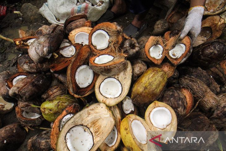 Petani jual kelapa dalam bentuk kopra
