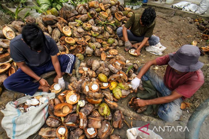 Petani jual kelapa dalam bentuk kopra