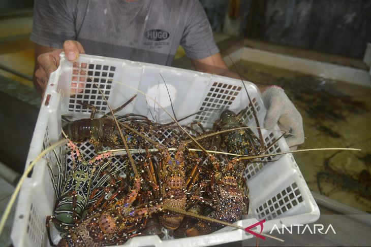 Komoditas unggulan udang lobster kualitas ekspor