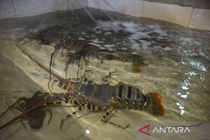 Komoditas unggulan udang lobster kualitas ekspor