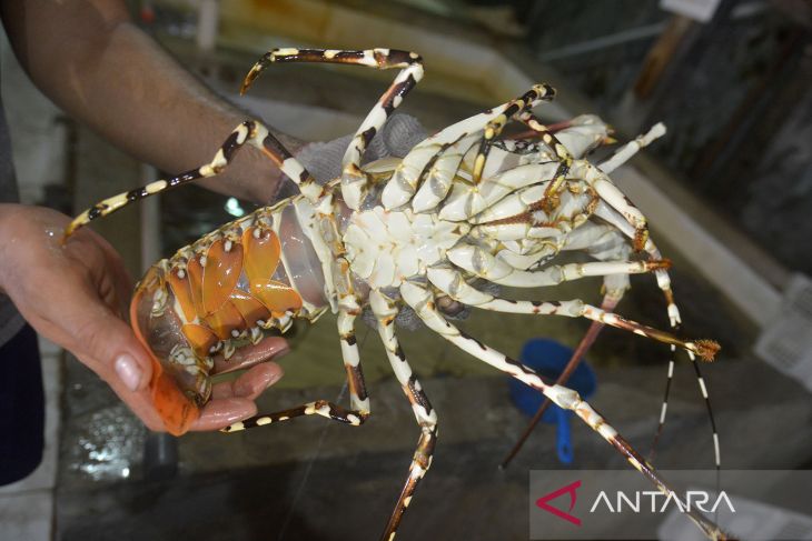 Komoditas unggulan udang lobster kualitas ekspor