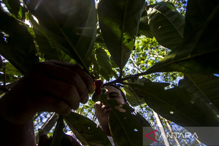 Pengembangan Komiditas Kopi lokal Pegunungan Meratus